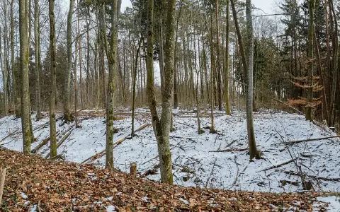 Ringgenburg (Esenhausen)