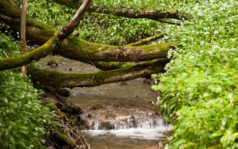 Klingenbachschlucht