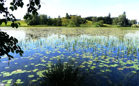 Widdumer Weiher