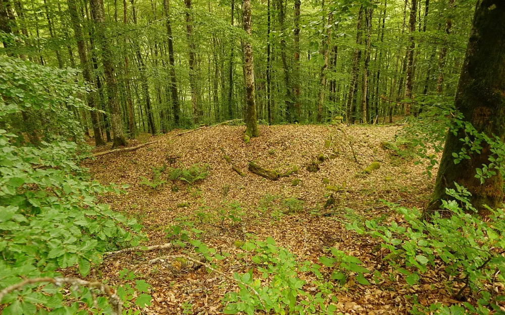 Burgreste Altfridingen