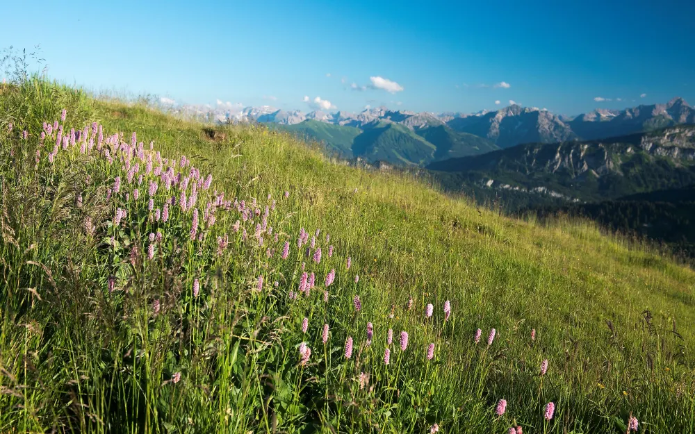 Bergblick auf dem Riedberger Horn
