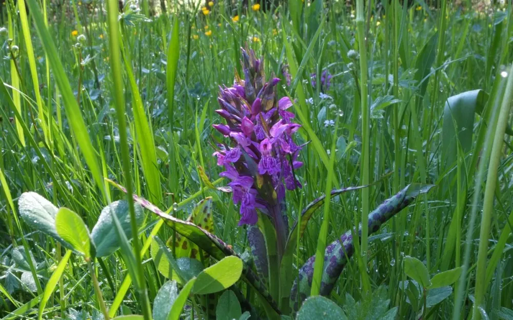 Seltene Pflanzen am Wegesrand