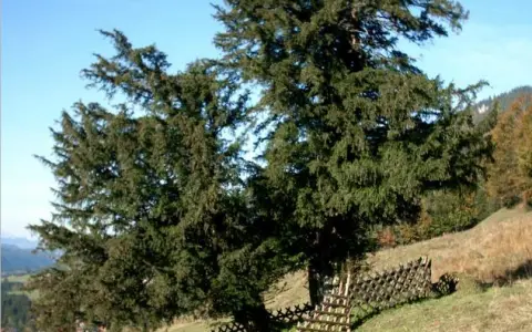 Alte Eibe von Balderschwang