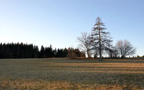 Wandbühl
