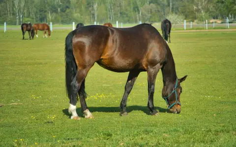 Reiterferien Paulter Hof