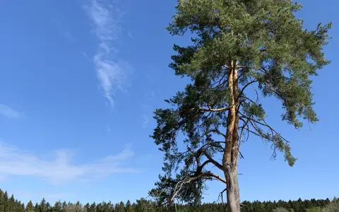 Am Felsenweg Nusplingen