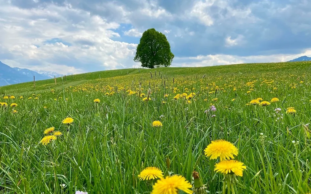 Wittelsbacher Höhe zur Löwenzahnblüte