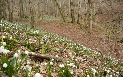 Hintelestal