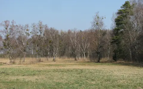 Wasenmoos