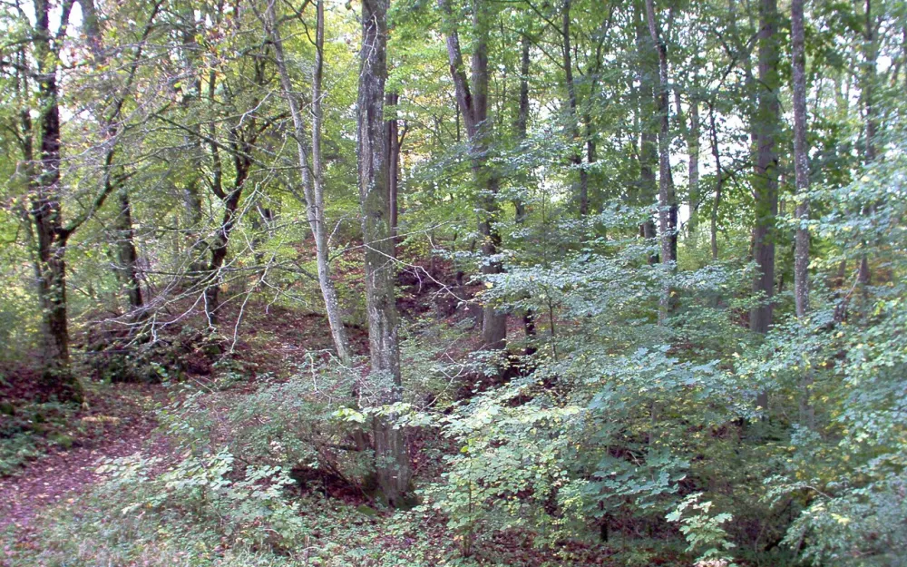 Ruine Bittelschieß