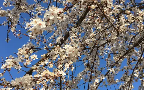 Blühender Baum im Naturschutzgebiet zwischen Bodman und Ludwigshafen