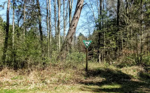 Dohlen im Wald