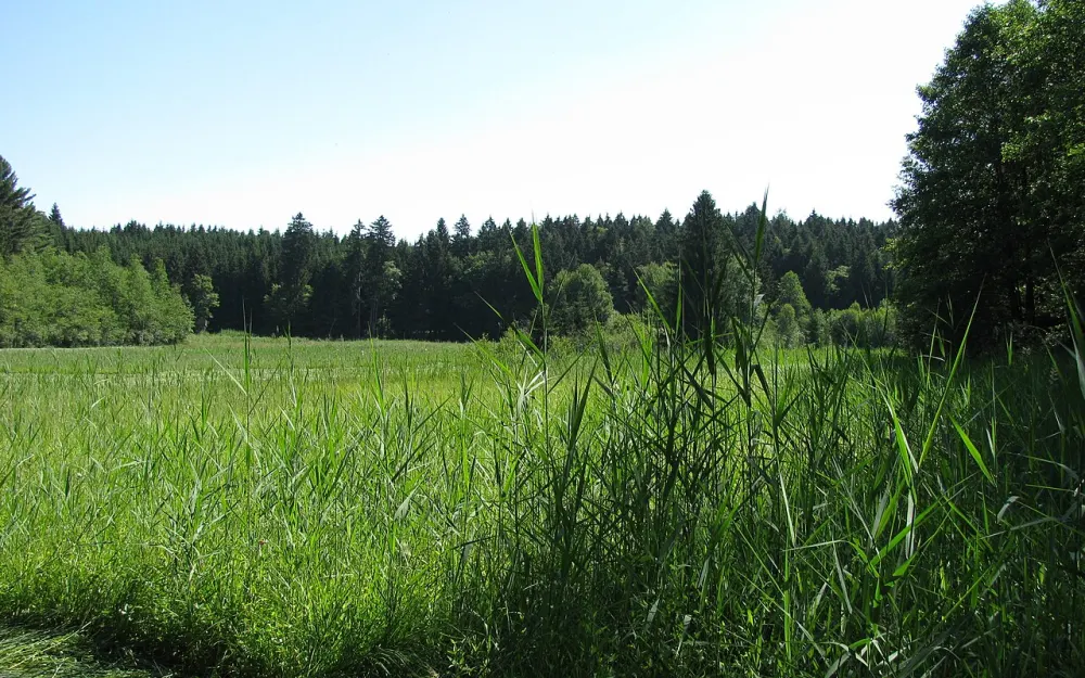 Gemsenweiher