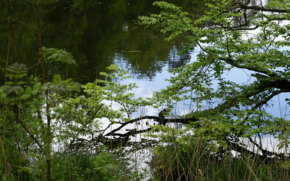 Nellenfurtweiher