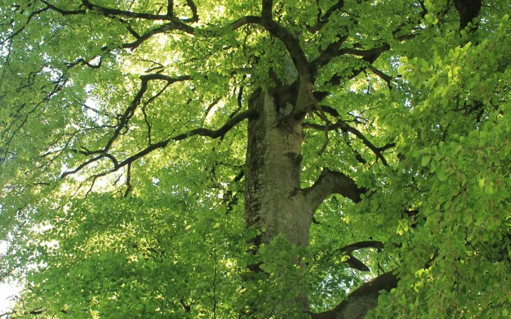 HW2 Naturdenkmal Sengenbühlbuche