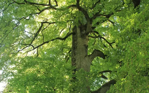 HW2 Naturdenkmal Sengenbühlbuche
