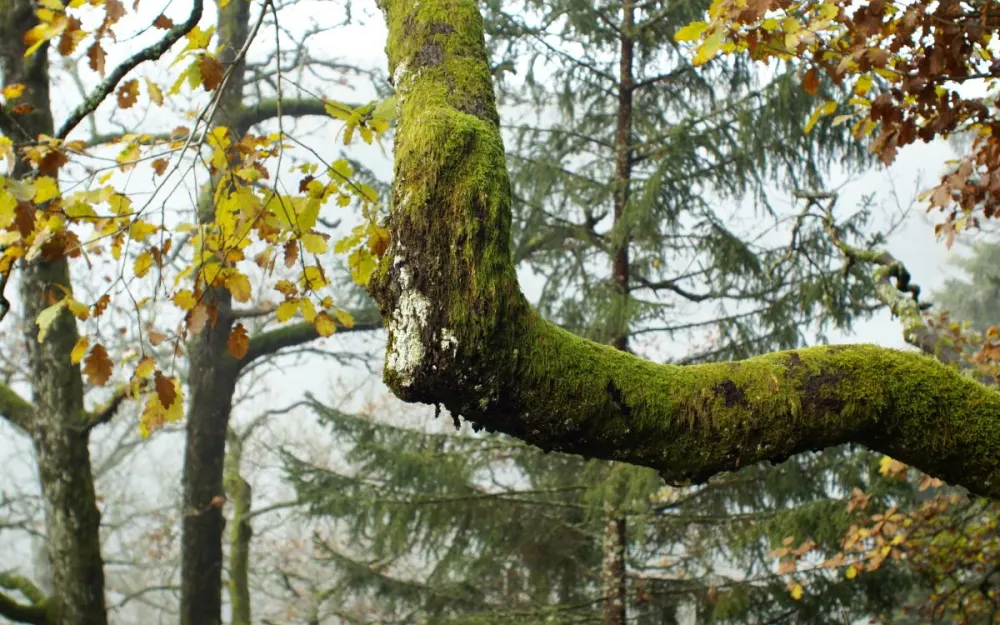 Bannwald "Schwarzahalde" in Höchenschwand