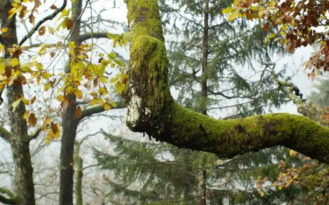 Bannwald "Schwarzahalde" in Höchenschwand
