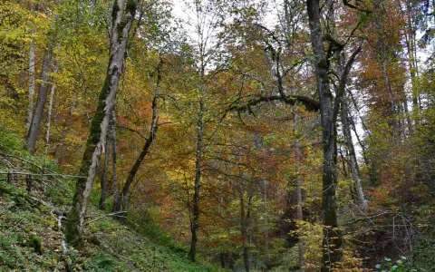 Feldmarkung Irndorf