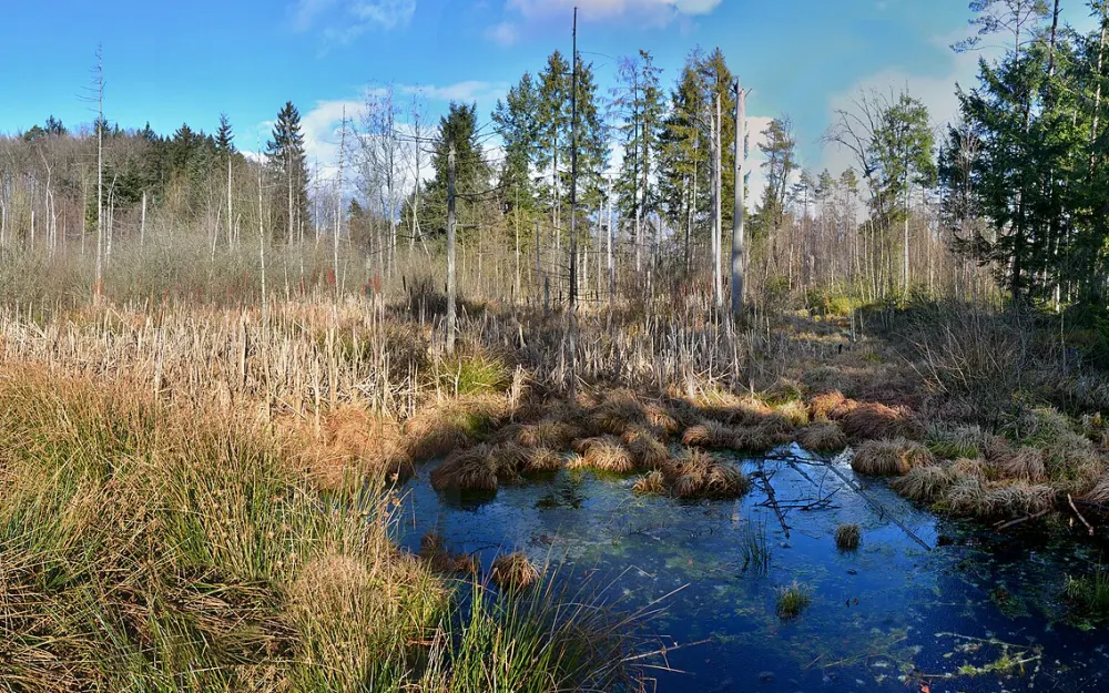 Dornacher Ried mit Häckler Ried, Häckler Weiher und Buchsee