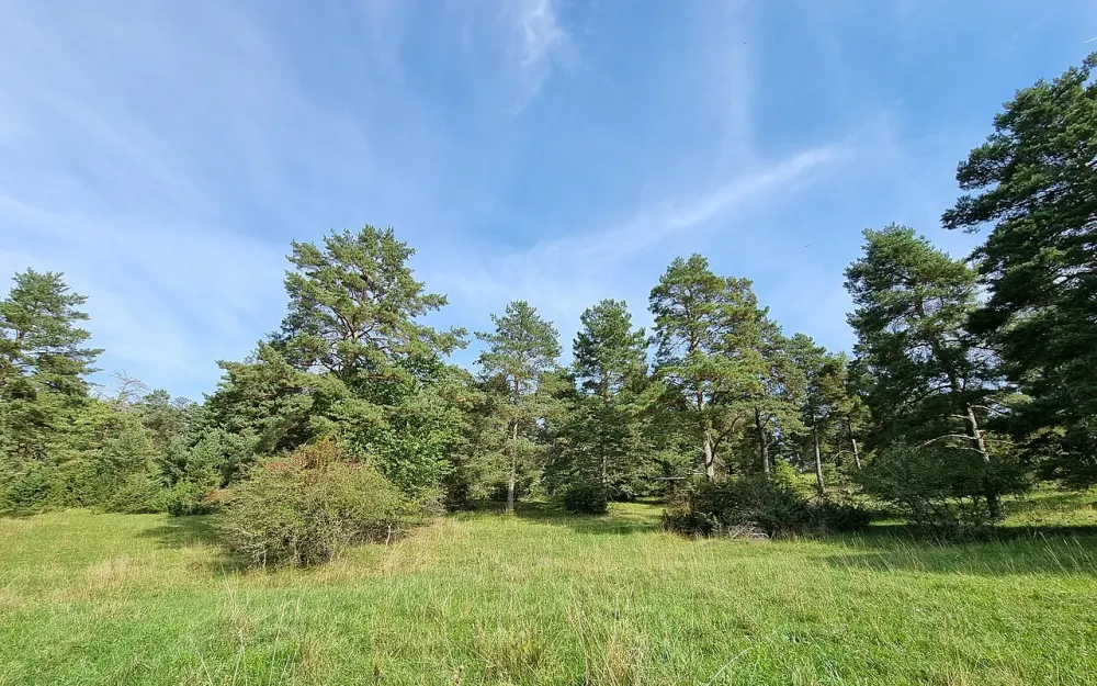 Mühlebol-Wolfental