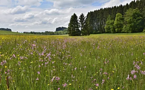 Neuhauser Moos-Mollenweiher