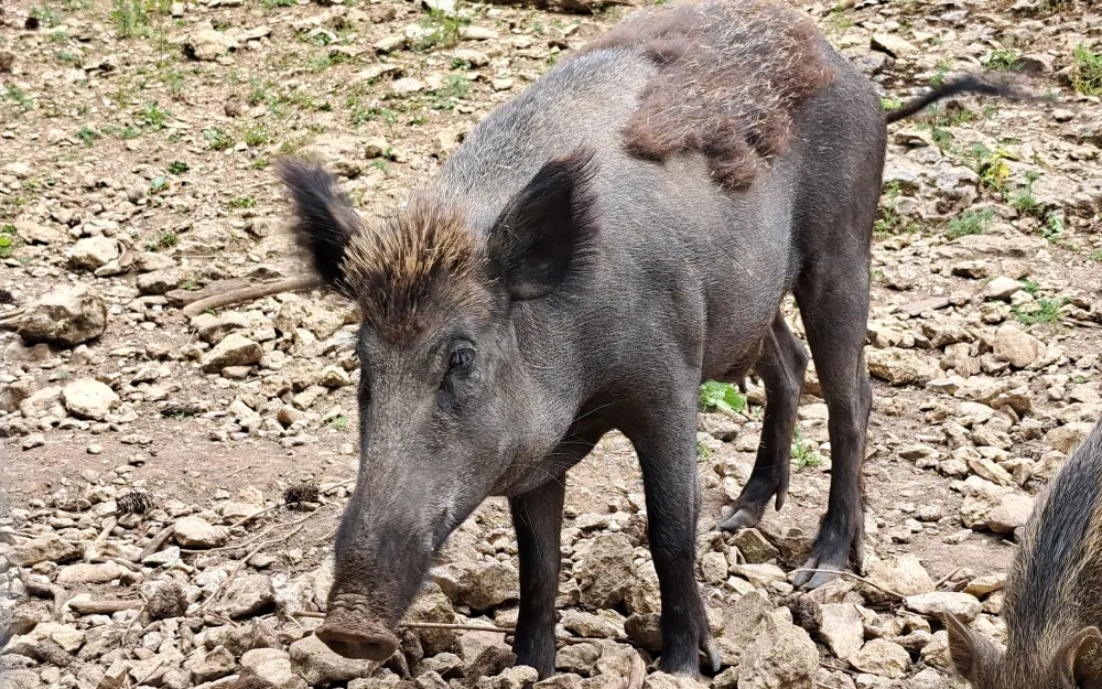 Wildschweingehege Albstadt-Ebingen