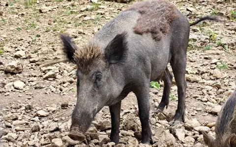 Wildschweingehege Albstadt-Ebingen