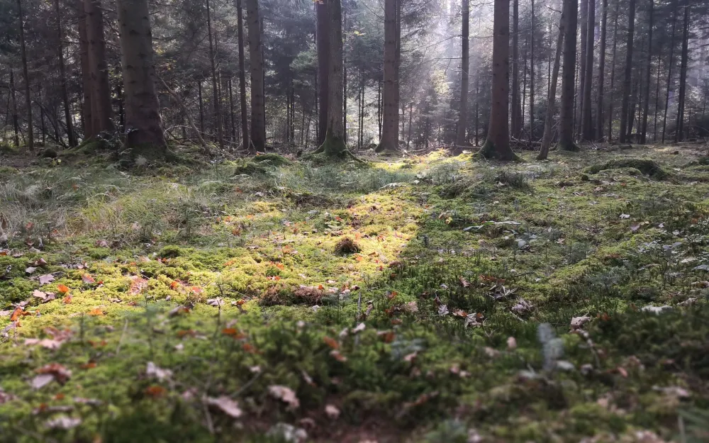 Nordic-Walking in Friedrichshafen: Seewaldrunde