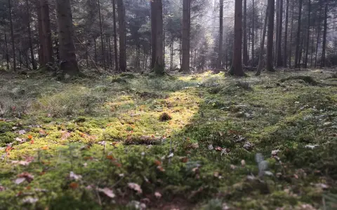 Nordic-Walking in Friedrichshafen: Seewaldrunde