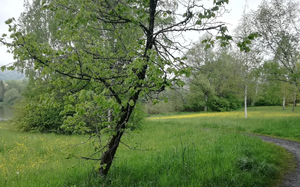 Stadtweiher