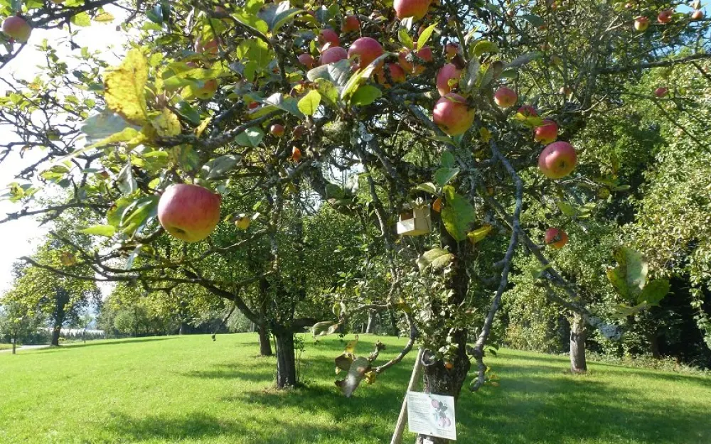 Streuobstlehrpfad