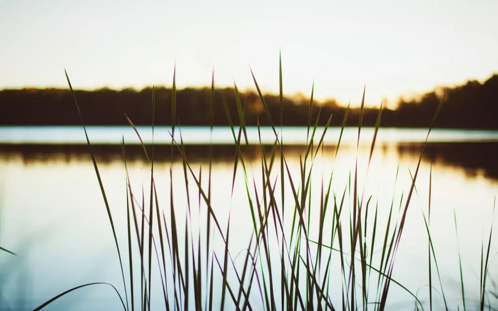 Symbolbild: Peaceful lake with reeds in the foreground during sunset, reflecting nature's tranquility.