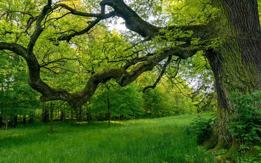 Symbolbild: Explore the serene and vibrant beauty of a sprawling oak tree in a lush green forest, perfect for nature lovers.
