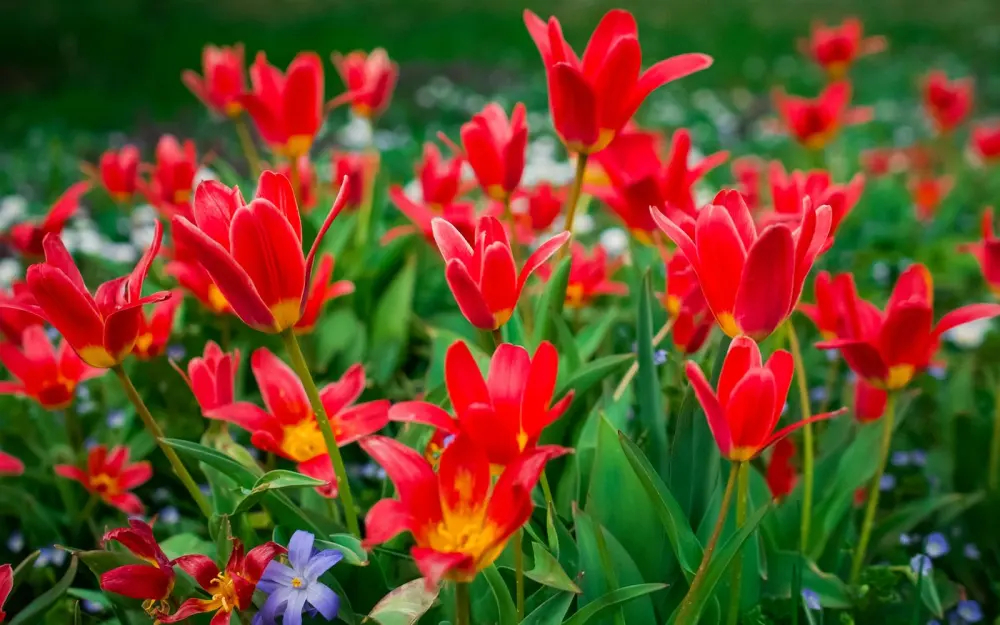 Symbolbild: Bright red tulips in full bloom in a Geneva garden symbolize spring beauty.
