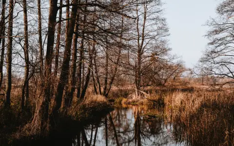 Symbolbild: Peaceful leafless forest with a calm river reflecting the trees, conveying serene natural beauty.