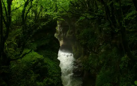 Symbolbild: Lush green forest with a stream flowing through a narrow gorge, creating a tranquil natural scene.
