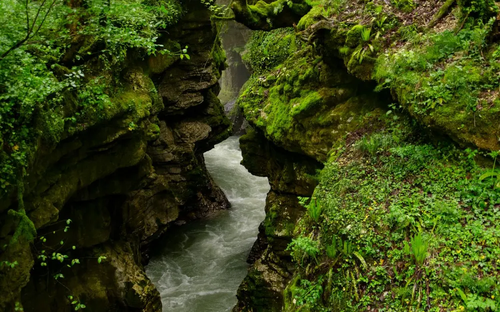 Symbolbild: A vibrant green gorge with a cascading stream flowing through it, surrounded by lush vegetation.