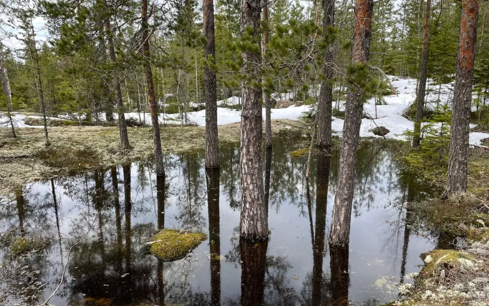 Symbolbild: A tranquil winter forest scene with a reflection pond and snow-covered ground.