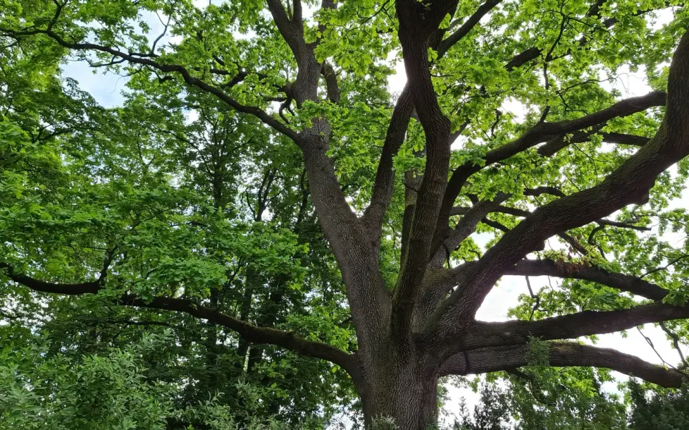 Symbolbild: A large oak tree stands majestically in a verdant forest, showcasing its sprawling branches and green leaves.