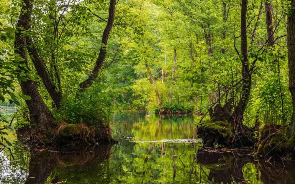 Symbolbild: Explore the tranquility of a lush forest with vibrant reflections in a calm lake.