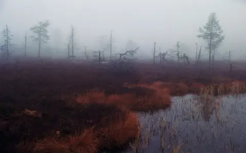Symbolbild: Serene misty landscape with fog over a marshland reflecting barren trees.