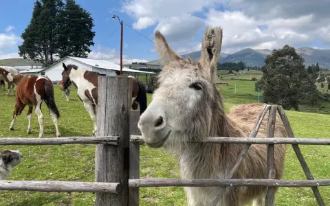 Symbolbild: Donkey and horses in a picturesque rural farm setting with mountains.