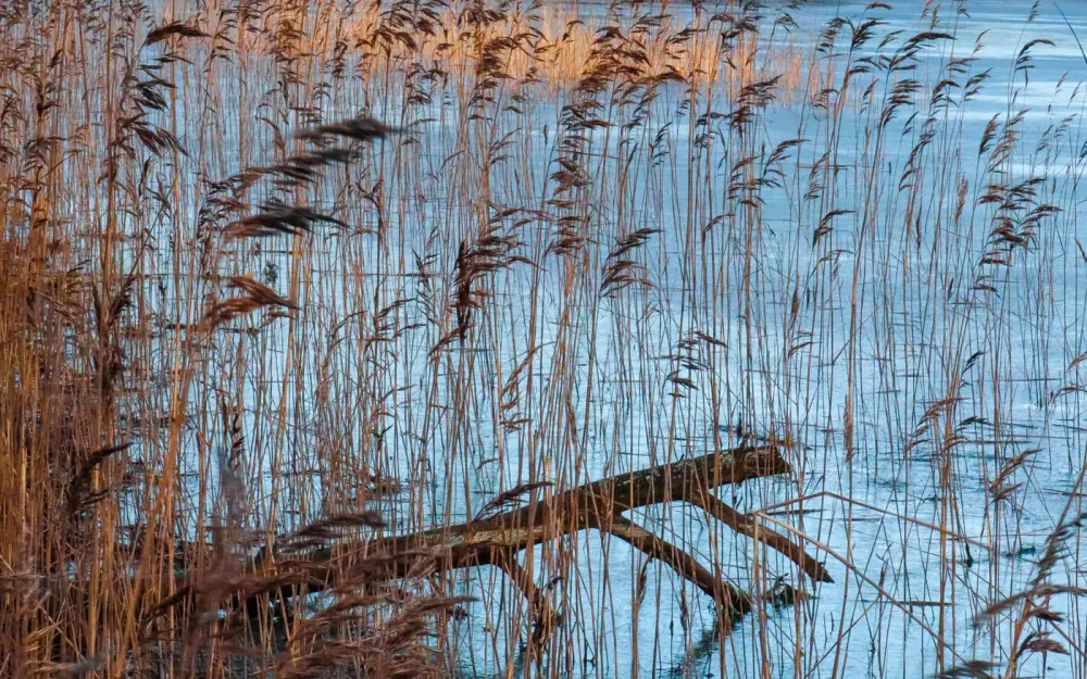 Symbolbild: Tranquil autumn scene of a lakeshore with reeds and calm water, perfect for nature enthusiasts.