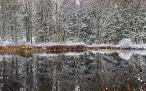 Symbolbild: A tranquil winter scene captures snow-covered trees reflected in a still pond.