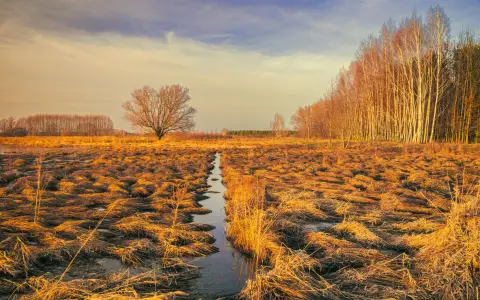 Symbolbild: Golden marshland with dramatic sky and trees, capturing nature's beauty in autumn.