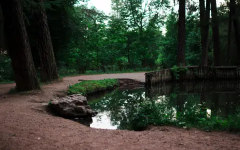 Symbolbild: Tranquil forest scene featuring a path beside a reflective pond surrounded by lush greenery.