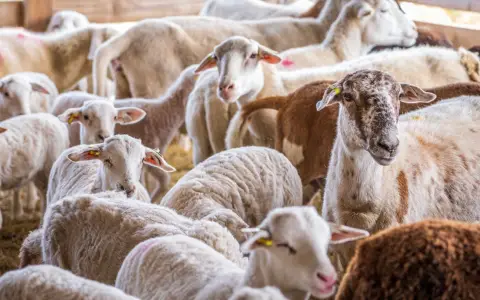 Symbolbild: A group of sheep huddled together inside a barn with rustic wooden walls.