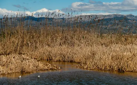 Symbolbild: Tranquil landscape featuring dry reeds by the lake, with a mountain range in the distance.