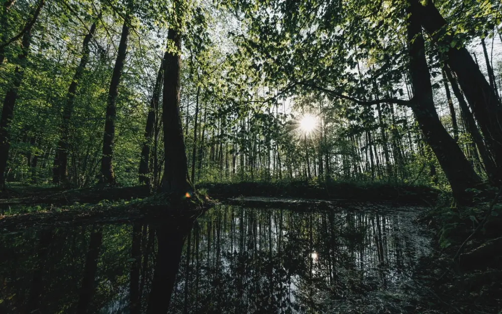 Symbolbild: Serene forest scene with sunlight filtering through trees, reflecting in a still pond.
